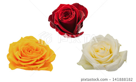 Set of three roses (red, yellow, and white) - transparent background, macro function. Set of three roses (red, yellow, and white) - transparent background, macro function. 141888182