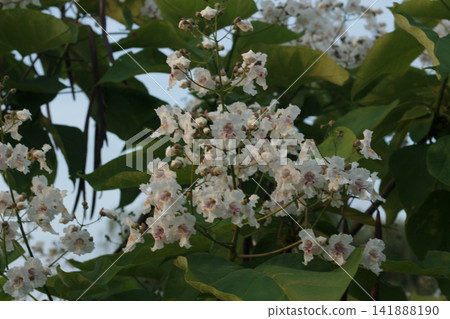Blooming catalpa tree with white orchid-like flowers and green foliage Blooming catalpa tree with white orchid-like flowers and green foliage 141888190