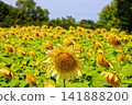 White sunflower field in Nagai Park 141888200