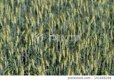 Golden fields sway gently in the warm breeze during a late afternoon in a thriving agricultural landscape Golden fields sway gently in the warm breeze during a late afternoon in a thriving agricultural landscape 141888208