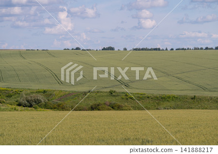 Vast green fields stretch against a serene sky with fluffy clouds on an idyllic afternoon Vast green fields stretch against a serene sky with fluffy clouds on an idyllic afternoon 141888217