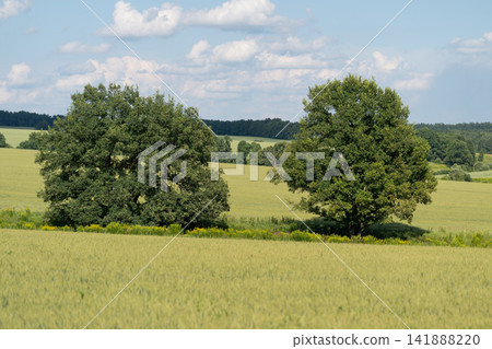 Two majestic trees stand tall in a vibrant green field under a clear blue sky scattered with fluffy clouds on a sunny day Two majestic trees stand tall in a vibrant green field under a clear blue sky scattered with fluffy clouds on a sunny day 141888220