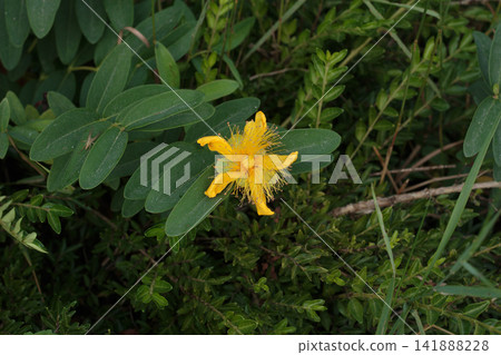 Yellow St John's Wort Flower Blooming in Green Foliage Yellow St John's Wort Flower Blooming in Green Foliage 141888228