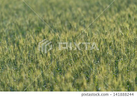 Golden fields of wheat sway gently under the warm sun in a serene rural landscape during late spring Golden fields of wheat sway gently under the warm sun in a serene rural landscape during late spring 141888244
