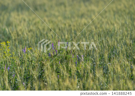 Golden fields stretch endlessly dotted with wildflowers swaying gently under the warm sun of a late spring afternoon Golden fields stretch endlessly dotted with wildflowers swaying gently under the warm sun of a late spring afternoon 141888245