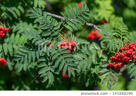 Bright red berries hang from lush green leaves under the warm sunlight in a serene forest area filled with European rowan trees creating a vibrant scene of nature Bright red berries hang from lush green leaves under the warm sunlight in a serene forest area filled with European rowan trees creating a vibrant scene of nature 141888290