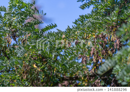 Vibrant black locust branches sway under a clear blue sky filled with sunlight Vibrant black locust branches sway under a clear blue sky filled with sunlight 141888296
