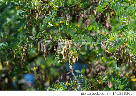 Robinia pseudoacacia showcasing its vibrant foliage and pods in a sunny garden during late summer Robinia pseudoacacia showcasing its vibrant foliage and pods in a sunny garden during late summer 141888303