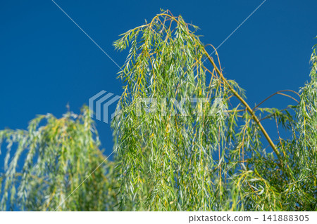 Dancing branches of a weeping willow sway gently beneath clear blue skies Dancing branches of a weeping willow sway gently beneath clear blue skies 141888305