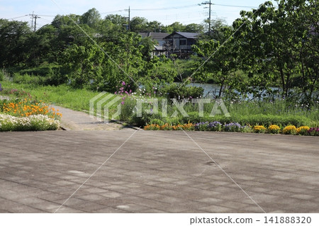 A scene of orange California poppies, white chamomile, and colorful pansies blooming in a park along a river in spring. A scene of orange California poppies, white chamomile, and colorful pansies blooming in a park along a river in spring. 141888320
