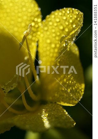 Evening primrose flowers and morning dew Evening primrose flowers and morning dew 141888351