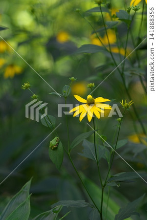 A tree frog on a Rudbeckia leaf A tree frog on a Rudbeckia leaf 141888356