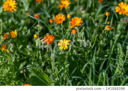 Bright yellow calendula blooms fill the garden dancing in the gentle breeze under the warm sun on a vibrant spring afternoon Bright yellow calendula blooms fill the garden dancing in the gentle breeze under the warm sun on a vibrant spring afternoon 141888396
