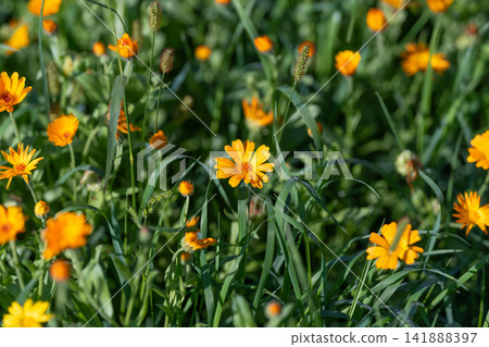 Vibrant field of Calendula officinalis blooms swaying gently in the warm sunlight Vibrant field of Calendula officinalis blooms swaying gently in the warm sunlight 141888397