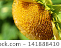 Details of the center of a sunflower 141888410