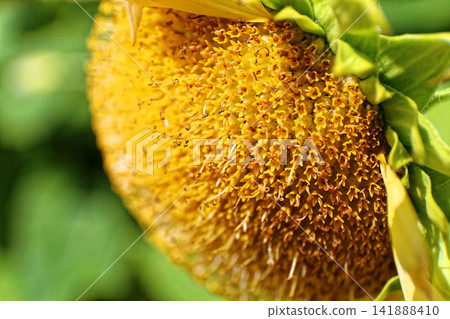 Details of the center of a sunflower Details of the center of a sunflower 141888410