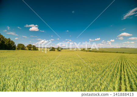 Vast green fields stretch under a bright blue sky filled with fluffy clouds offering a peaceful rural landscape in the warm daylight Vast green fields stretch under a bright blue sky filled with fluffy clouds offering a peaceful rural landscape in the warm daylight 141888413