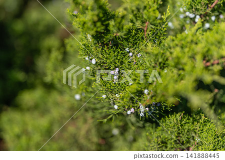 Juniper berries surrounded by lush green foliage glimmering in the warm sunlight of a serene garden setting Juniper berries surrounded by lush green foliage glimmering in the warm sunlight of a serene garden setting 141888445