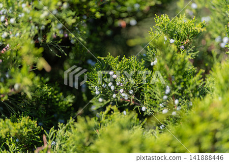 Juniper berries shining brightly among vibrant green foliage in a serene garden setting Juniper berries shining brightly among vibrant green foliage in a serene garden setting 141888446