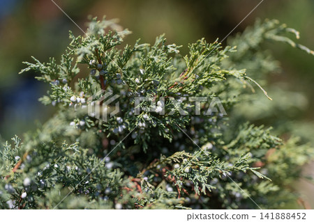 Juniper berries glistening under sunlight in a lush green forest setting Juniper berries glistening under sunlight in a lush green forest setting 141888452