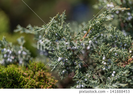 Juniper berries glistening in the sun at a serene garden Juniper berries glistening in the sun at a serene garden 141888453