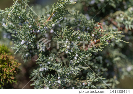 Juniper berries glisten in the sunlight amid lush green foliage in a serene natural setting 141888454