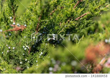 Juniper berries glisten in the sunlight as they grow among lush green foliage in a tranquil outdoor setting Juniper berries glisten in the sunlight as they grow among lush green foliage in a tranquil outdoor setting 141888458