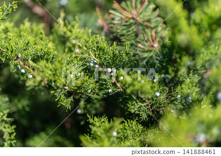 Juniper berries glisten among vibrant green foliage in a sunlit garden Juniper berries glisten among vibrant green foliage in a sunlit garden 141888461