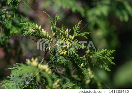Juniperus sabina thrives in a sunlit grove displaying delicate green foliage and clusters of greenish cones in a serene natural setting Juniperus sabina thrives in a sunlit grove displaying delicate green foliage and clusters of greenish cones in a serene natural setting 141888480