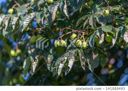 Bright green horse chestnut buds nestled among lush leaves in a sunny park setting during late spring Bright green horse chestnut buds nestled among lush leaves in a sunny park setting during late spring 141888493