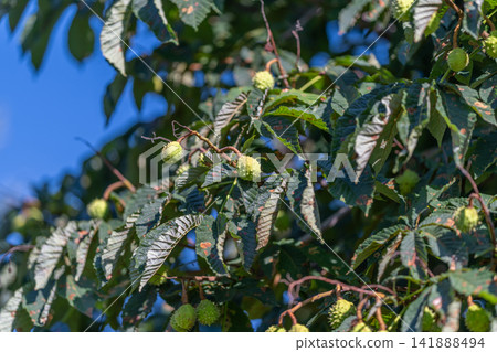 Horse chestnut tree adorned with vibrant green leaves and budding fruits under a bright blue sky Horse chestnut tree adorned with vibrant green leaves and budding fruits under a bright blue sky 141888494