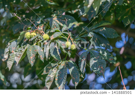 Horse chestnuts in summer showcasing vibrant green leaves and budding fruit 141888501