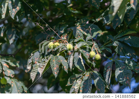 Unique horse chestnut tree branches showcasing spiky green seed pods amidst vibrant green leaves in a sunny afternoon garden setting Unique horse chestnut tree branches showcasing spiky green seed pods amidst vibrant green leaves in a sunny afternoon garden setting 141888502