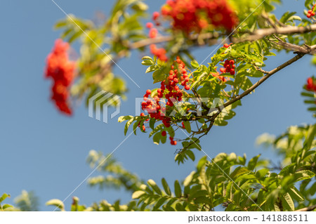 Vibrant clusters of European rowan berries sway gracefully under a clear blue sky Vibrant clusters of European rowan berries sway gracefully under a clear blue sky 141888511