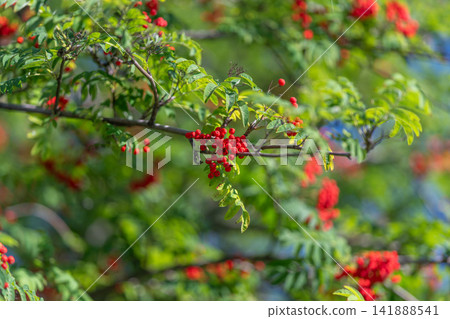Fruits of the European rowan shine under the warm sun in a serene landscape Fruits of the European rowan shine under the warm sun in a serene landscape 141888541