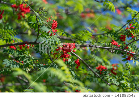 Vibrant clusters of red berries adorn a lush green branch on a sunny day under a clear blue sky 141888542