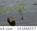 River water in which a log lies, many river lilies and reeds, a flying seagull 141888557