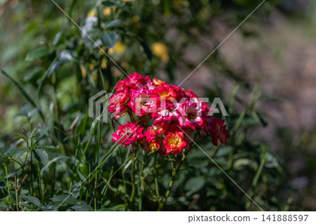 Colorful rose Alberich blooms elegantly in a vibrant garden setting capturing the magic of nature's beauty during a sunny afternoon 141888597