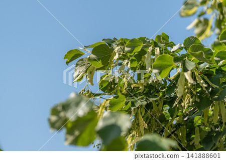 Linden tree leaves dance gently in the warm breeze under a bright blue sky a serene moment celebrating nature's beauty 141888601