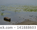 A seagull stands near the shore in the water of the river near a log 141888603