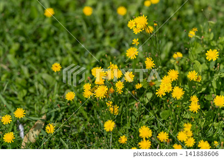 Bright yellow flowers bloom abundantly in a sunny meadow dancing with the light breeze of a warm spring day Bright yellow flowers bloom abundantly in a sunny meadow dancing with the light breeze of a warm spring day 141888606