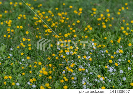 Vibrant wildflower field dances under the sun in early spring with bursts of yellow and white blossoms Vibrant wildflower field dances under the sun in early spring with bursts of yellow and white blossoms 141888607