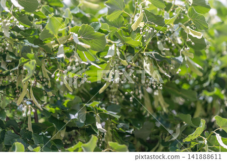 Lush linden trees adorned with delicate green leaves and clusters of tiny flowers swaying gently in the summer breeze Lush linden trees adorned with delicate green leaves and clusters of tiny flowers swaying gently in the summer breeze 141888611