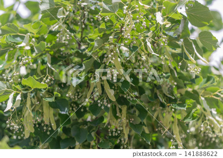 Linden tree branches adorned with delicate flowers sway gently in the warm afternoon breeze 141888622