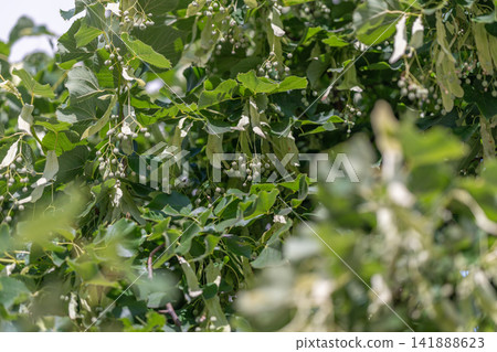 Lush linden leaves sway gently in the warm breeze while delicate flowers promise summer blooms and vibrant nature walks Lush linden leaves sway gently in the warm breeze while delicate flowers promise summer blooms and vibrant nature walks 141888623