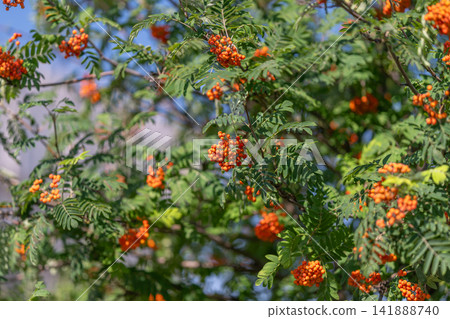 European rowan tree bursting with vibrant orange berries against a clear blue sky on a sunny autumn day 141888740