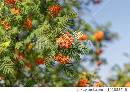 Bright clusters of orange berries adorn the vibrant green leaves of the European rowan tree under a clear blue sky Bright clusters of orange berries adorn the vibrant green leaves of the European rowan tree under a clear blue sky 141888746