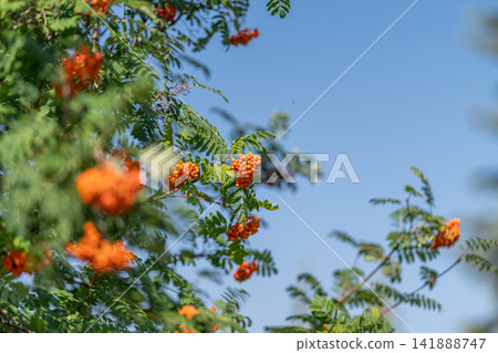 Bright clusters of mountain ash berries sway gently in the breeze under a clear blue sky during a warm summer day Bright clusters of mountain ash berries sway gently in the breeze under a clear blue sky during a warm summer day 141888747