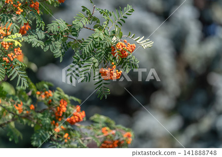 Vibrant clusters of Sorbus aucuparia thrive under the summer sun showcasing nature's stunning palette in a peaceful garden Vibrant clusters of Sorbus aucuparia thrive under the summer sun showcasing nature's stunning palette in a peaceful garden 141888748