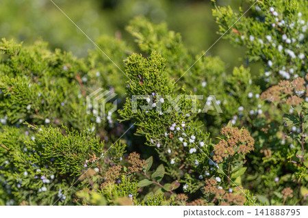 Bright juniper berries emerge from lush greenery under the warm sunlight of a serene afternoon Bright juniper berries emerge from lush greenery under the warm sunlight of a serene afternoon 141888795